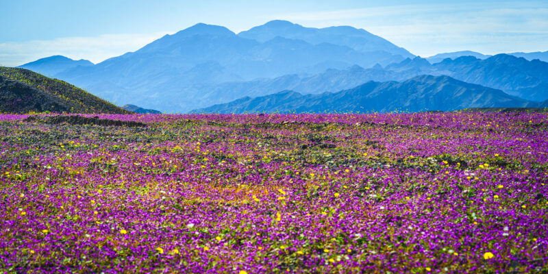 A vibrant field covered in pink and yellow wildflowers stretches toward distant blue mountains under a clear sky.