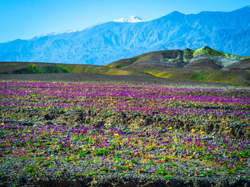 A vibrant field of wildflowers in bloom stretches across the foreground, with purple, yellow, and green patches. In the background, rugged hills and snow-capped mountains rise under a clear blue sky.
