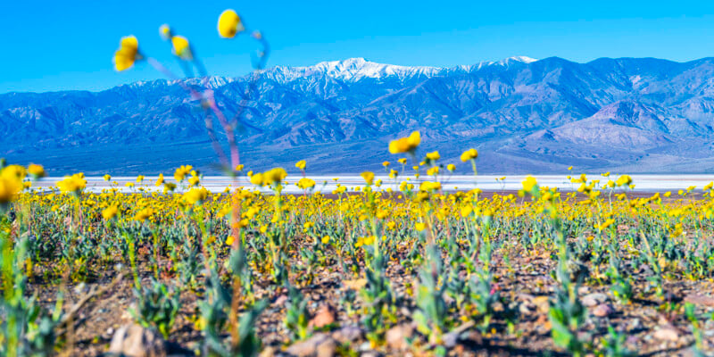 A field of yellow wildflowers blooms in the foreground with snow-capped mountains and a clear blue sky in the background.