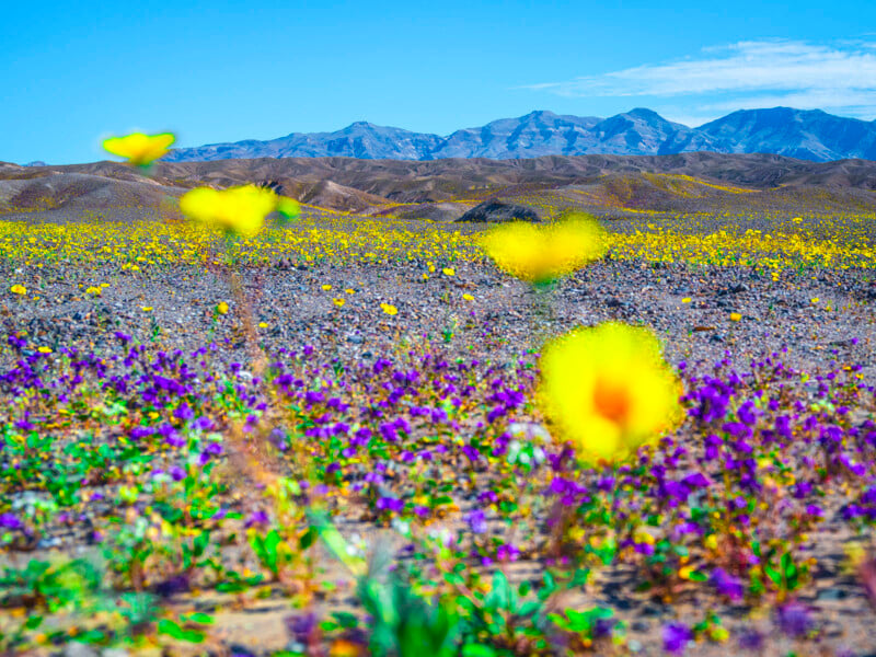 A desert landscape with mountains in the background, dotted with blooming yellow and purple wildflowers under a bright blue sky. Some yellow flowers appear large and blurred in the foreground.