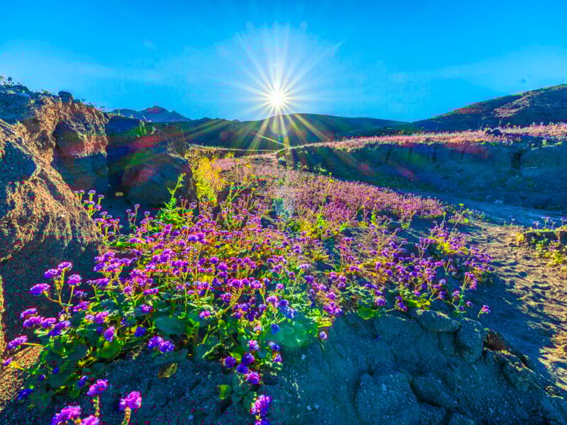 Purple wildflowers bloom in a rocky desert landscape under a bright blue sky, with the sun shining low on the horizon and casting rays of light over the hills in the background.