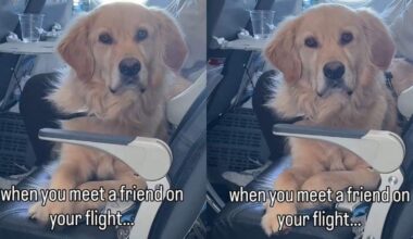 Video Captures a Golden Retriever Meeting a Friend Mid-Flight