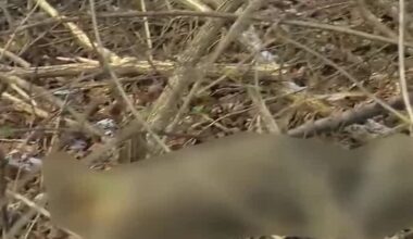 Dead coyotes found dumped along Hamilton County hillside