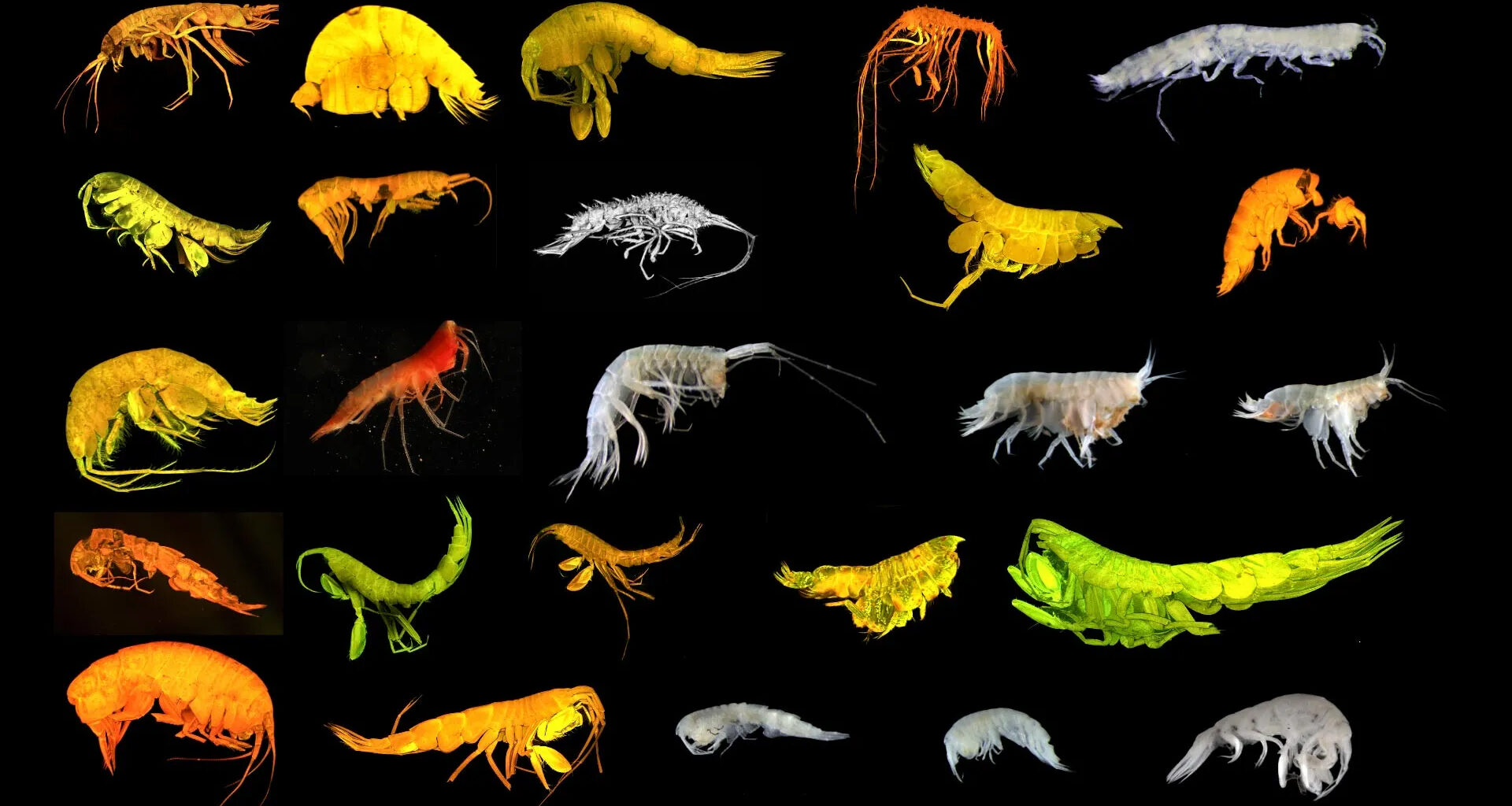 The 24 new Amphipod species discovered in the Clarion-Clipperton Zone, a region the Trump administration is eyeing for deep-sea mining projects. Credit: National Oceanography Centre, Southampton