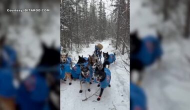 Iditarod rookie recounts frantic bison encounter on trail