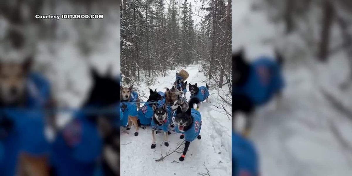 Iditarod rookie recounts frantic bison encounter on trail