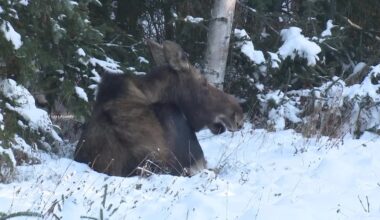 Emergency order reopens North Slope moose hunt closed for years