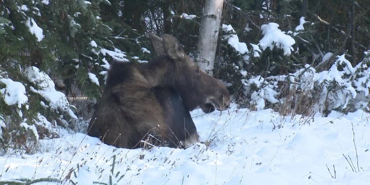 Emergency order reopens North Slope moose hunt closed for years
