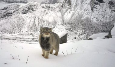 First-Ever Photo Captures the Elusive Pallas's Cat—A Jaw-Dropping Glimpse of a Rare Species