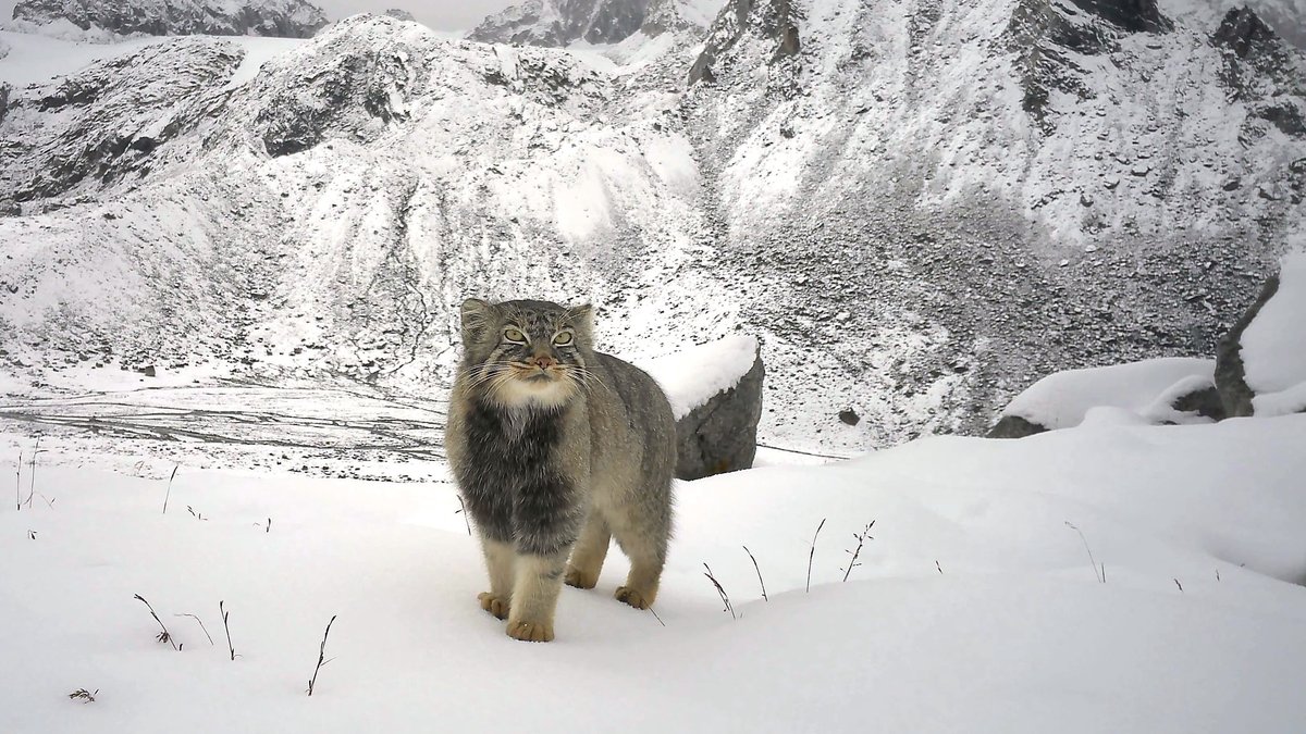 First-Ever Photo Captures the Elusive Pallas's Cat—A Jaw-Dropping Glimpse of a Rare Species
