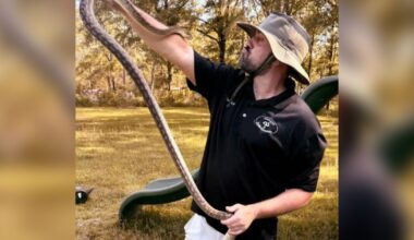 Alabama Snake Removers: Common myths debunked