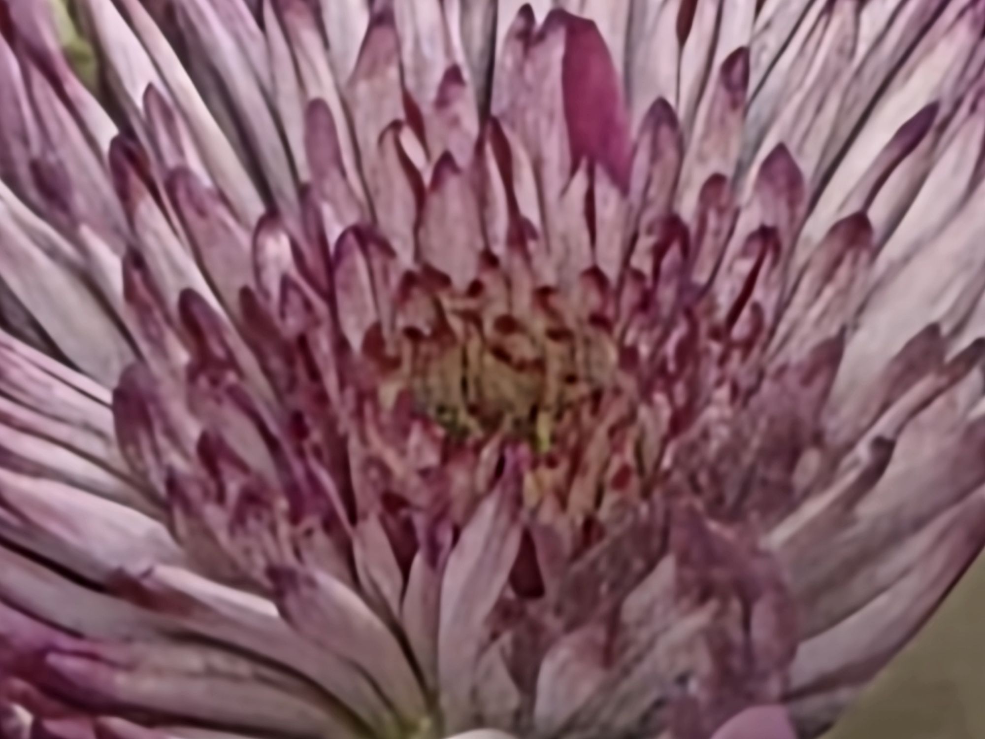 Galaxy S26 Ultra 100x sample.