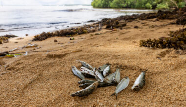 Thousands of dead fish have been washing ashore the eastern coast of New Ireland in Papua New Guinea since December after a toxic marine event. Credit: Sebastian Velasquez