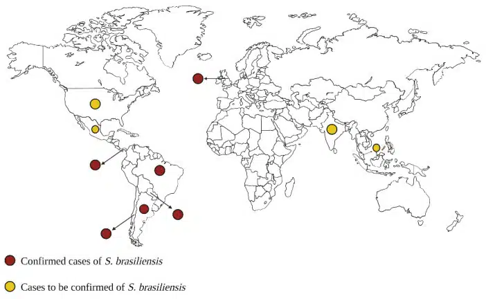 Geographic Distribution Of Sporothrix Brasiliensis Isolates