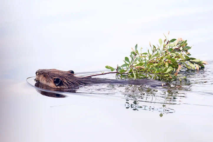 Beaver swimming with branch