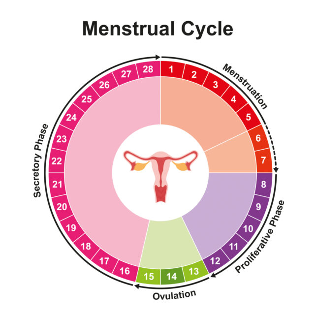 Menstrual Cycle