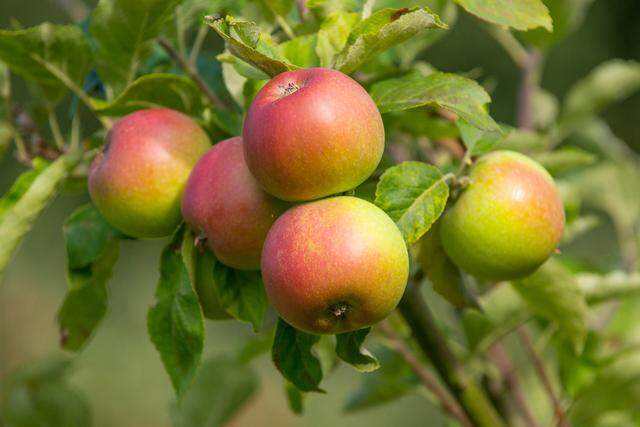The Roza Irrigation District may have two water shutdowns mid-irrigation season to keep more water in a drought year for perennial crops, such as apples, later in the season.