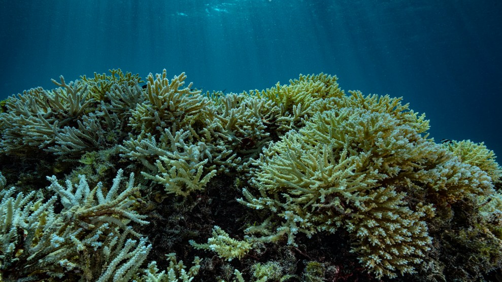 An underwater photo of a coral reef.