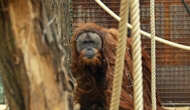 We’re discovering new species fast — and it might help save them