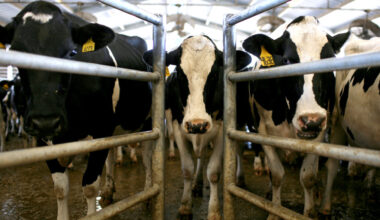 Cows wait to be milked at a dairy farm in Escalon, Calif. Credit: Justin Sullivan/Getty Images