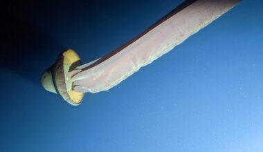 Giant phantom jellyfish, or Stygiomedusa gigantea, 30-foot-long invertebrate in shallow waters off Antarctica in the Southern Ocean near RongÃ© Island. Antarctic Peninsula. Image taken by Mark Niesink aboard a Viking Expeditions U-Boat-Worx submersible