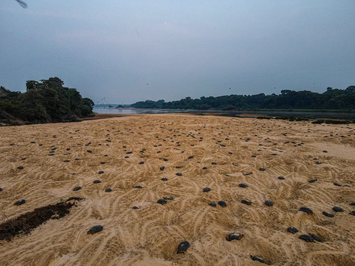 Giant South American river turtles