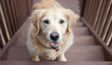 Golden Retriever Adopted in Critical Condition Now Experiences All His Firsts