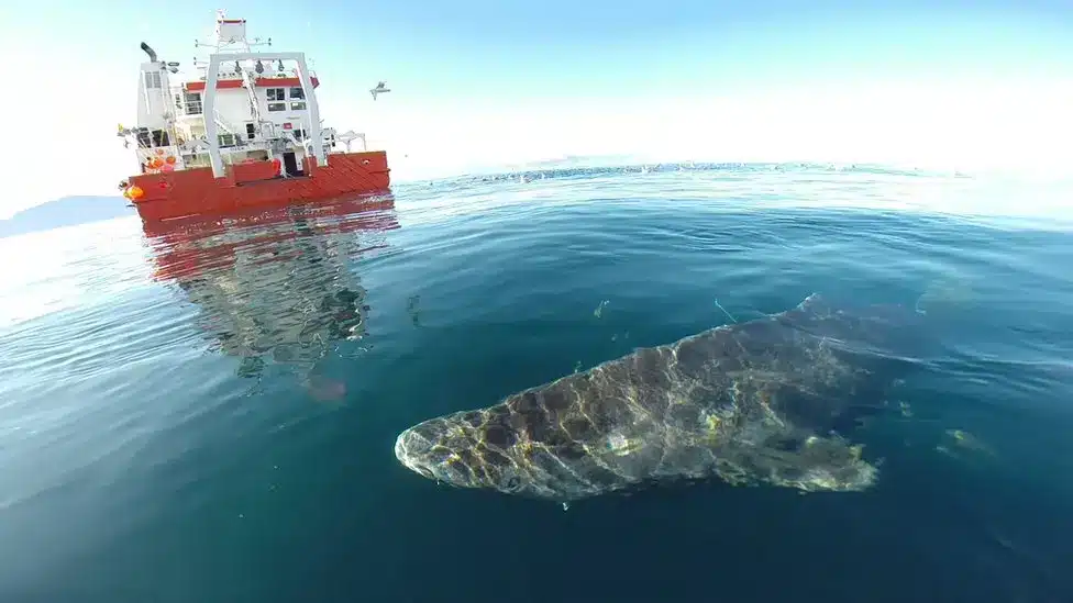 Greenland Shark Released From Research Ship