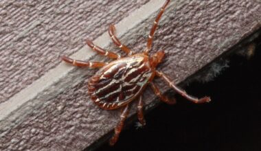 Bloodsucking Ticks Can Survive Inside Your Home Longer Than You Might Think