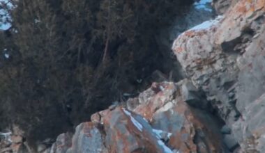 Photographer Spots Tricksy Mountain Lion Lurking in Wildlife Refuge