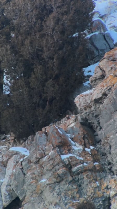 A rocky cliffside with patches of snow and a large, bushy tree in the background. The rocks are orange and gray, and some snow is scattered across the scene.