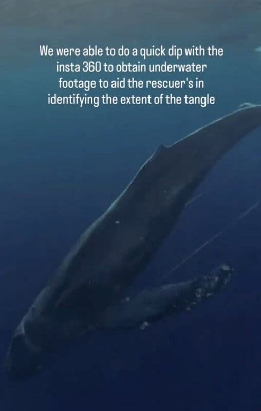 An underwater view of a large whale swimming near the surface, with a caption about using an Insta 360 camera to assess the extent of an entanglement for rescuers.