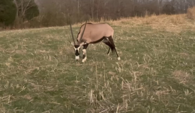 Oryx captured after roaming Joelton and Ashland City