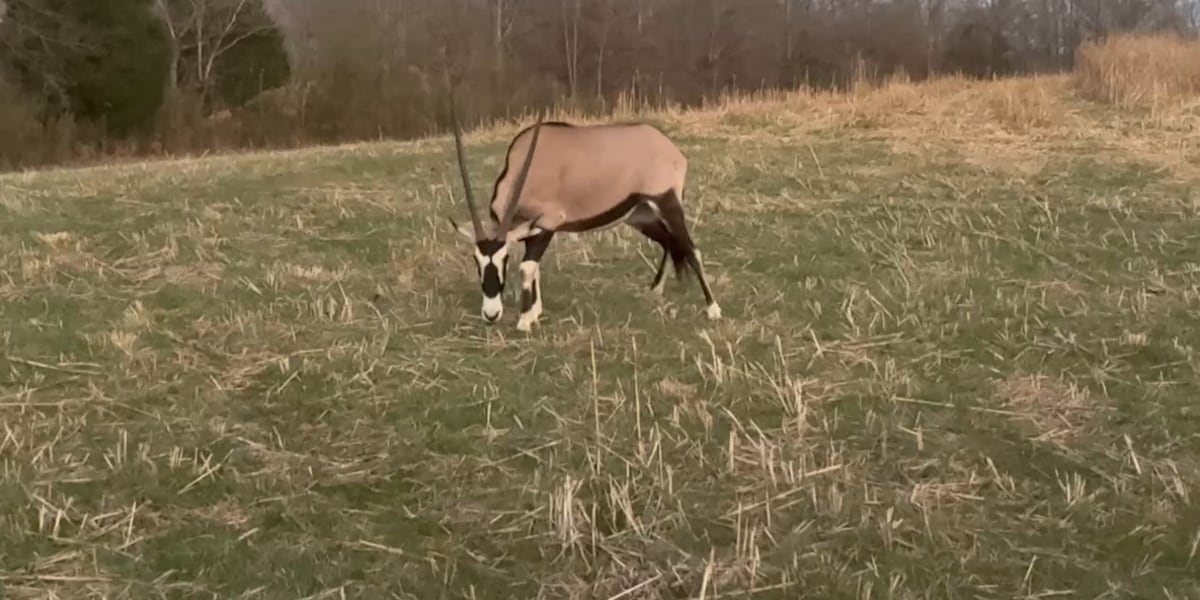 Oryx captured after roaming Joelton and Ashland City