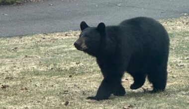 Bear sighting in Putnam - Mid Hudson News