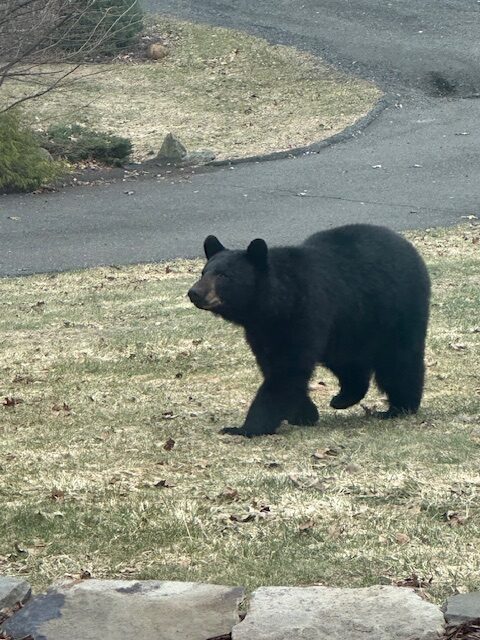 Bear sighting in Putnam - Mid Hudson News