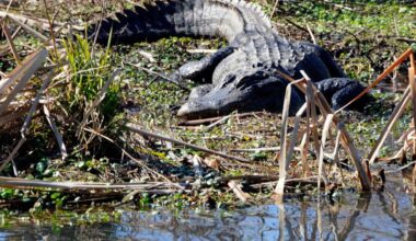 Wild alligators can be spotted in areas near Myrtle Beach SC