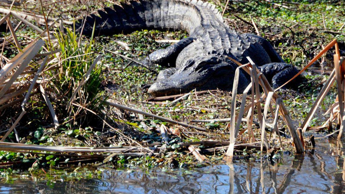 Wild alligators can be spotted in areas near Myrtle Beach SC