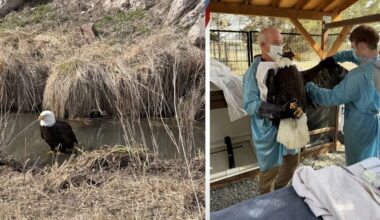 Central Oregon's third injured, rescued bald eagle in recent weeks has survived several days longer than the others