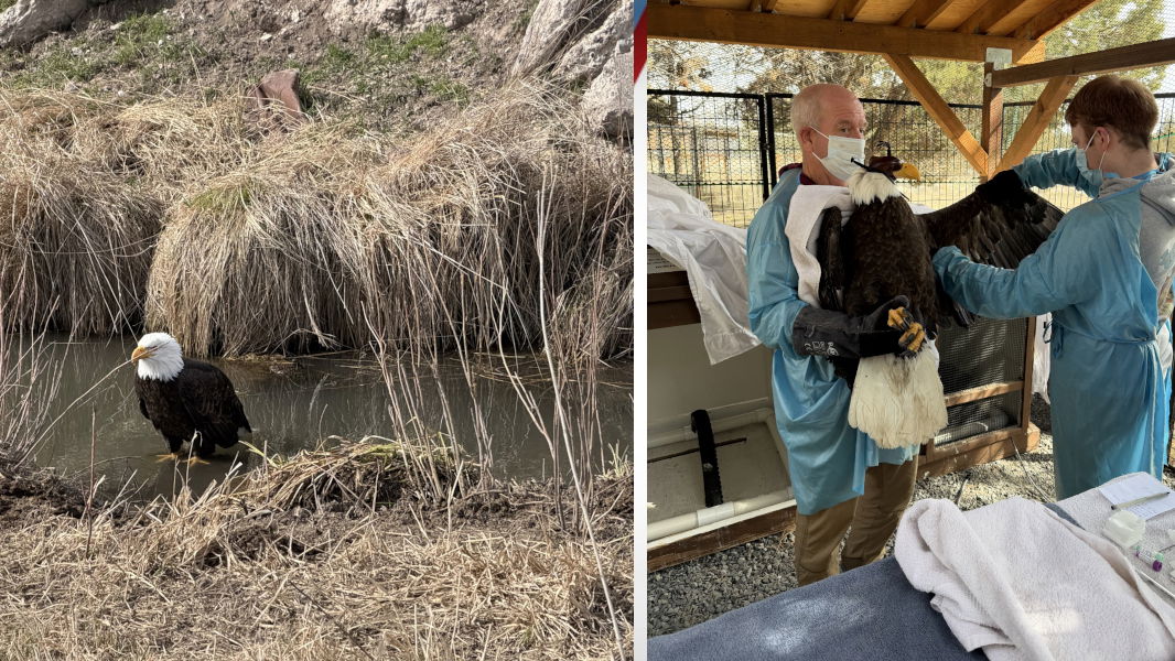 Central Oregon's third injured, rescued bald eagle in recent weeks has survived several days longer than the others