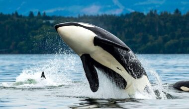 It’s Official: Dolphins and Orcas Have Reached Evolution’s Point of No Return—They’ll Never Live on Land Again