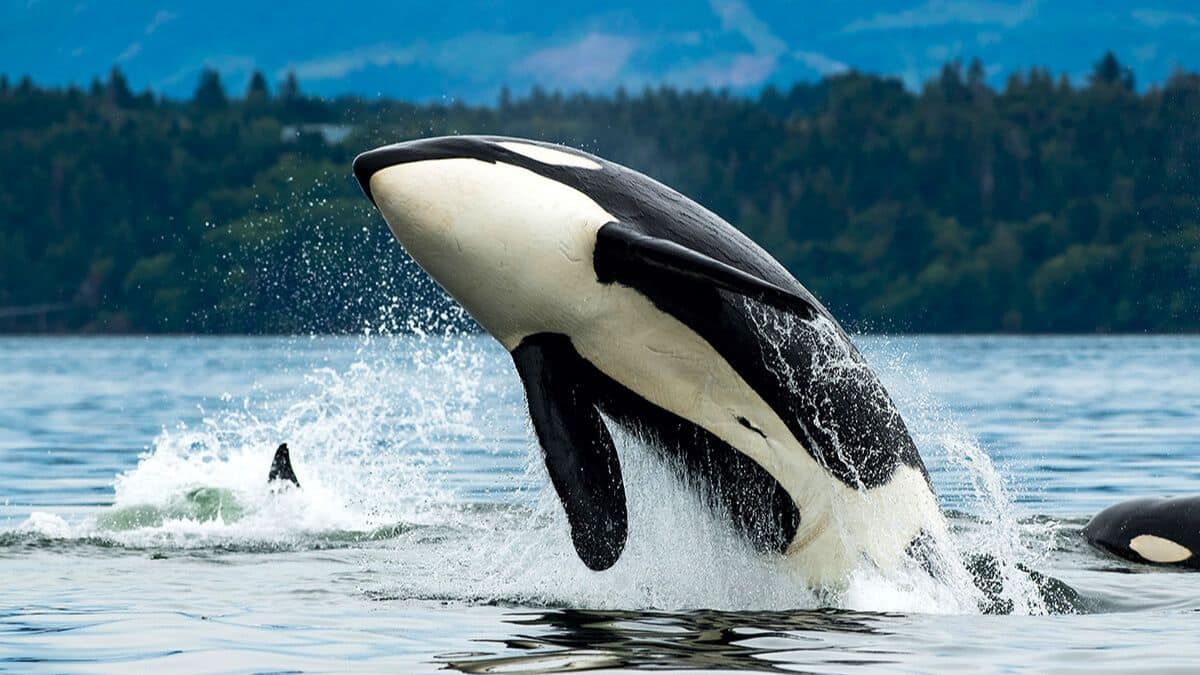 It’s Official: Dolphins and Orcas Have Reached Evolution’s Point of No Return—They’ll Never Live on Land Again