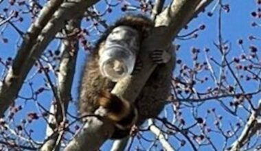 Raccoon rescued from peanut butter jar