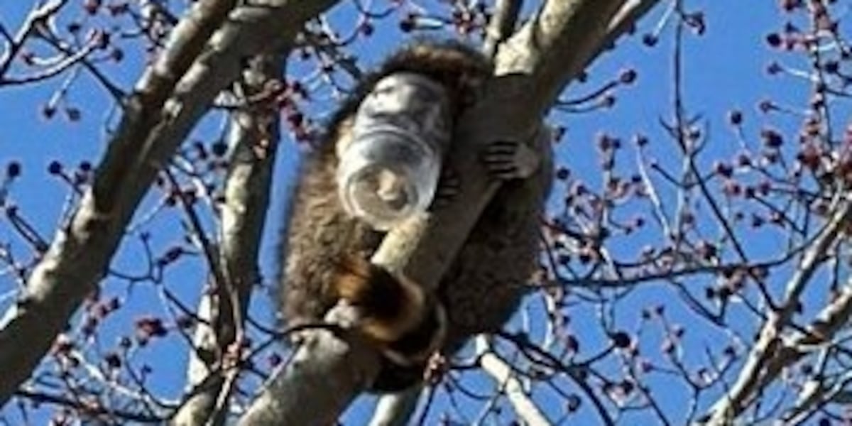 Raccoon rescued from peanut butter jar