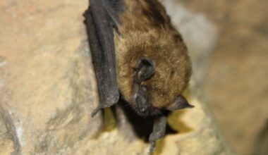 Bats discovered in Lincoln County hospital, health officials confirm