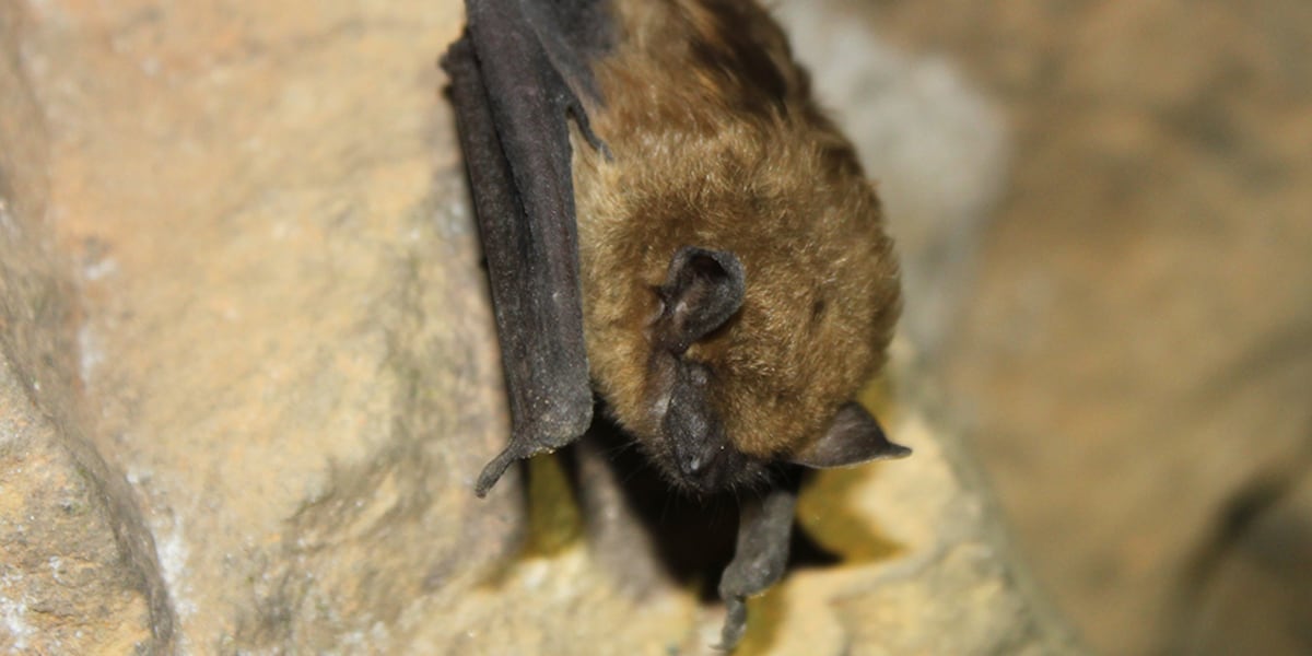 Bats discovered in Lincoln County hospital, health officials confirm