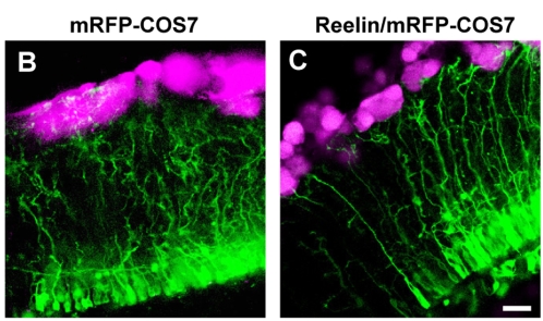 Two microscope images side by side labeled B and C, with both showing strands of green with purple circles at the top of the image in a row