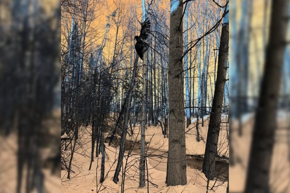 Crews used a ladder to reach the injured juvenile eagle and transport it for treatment