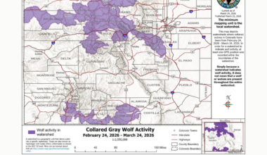 Colorado Parks and Wildlife release new collared gray wolf activity in Colorado