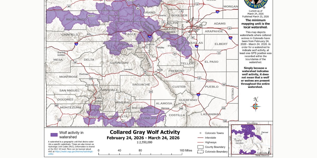 Colorado Parks and Wildlife release new collared gray wolf activity in Colorado